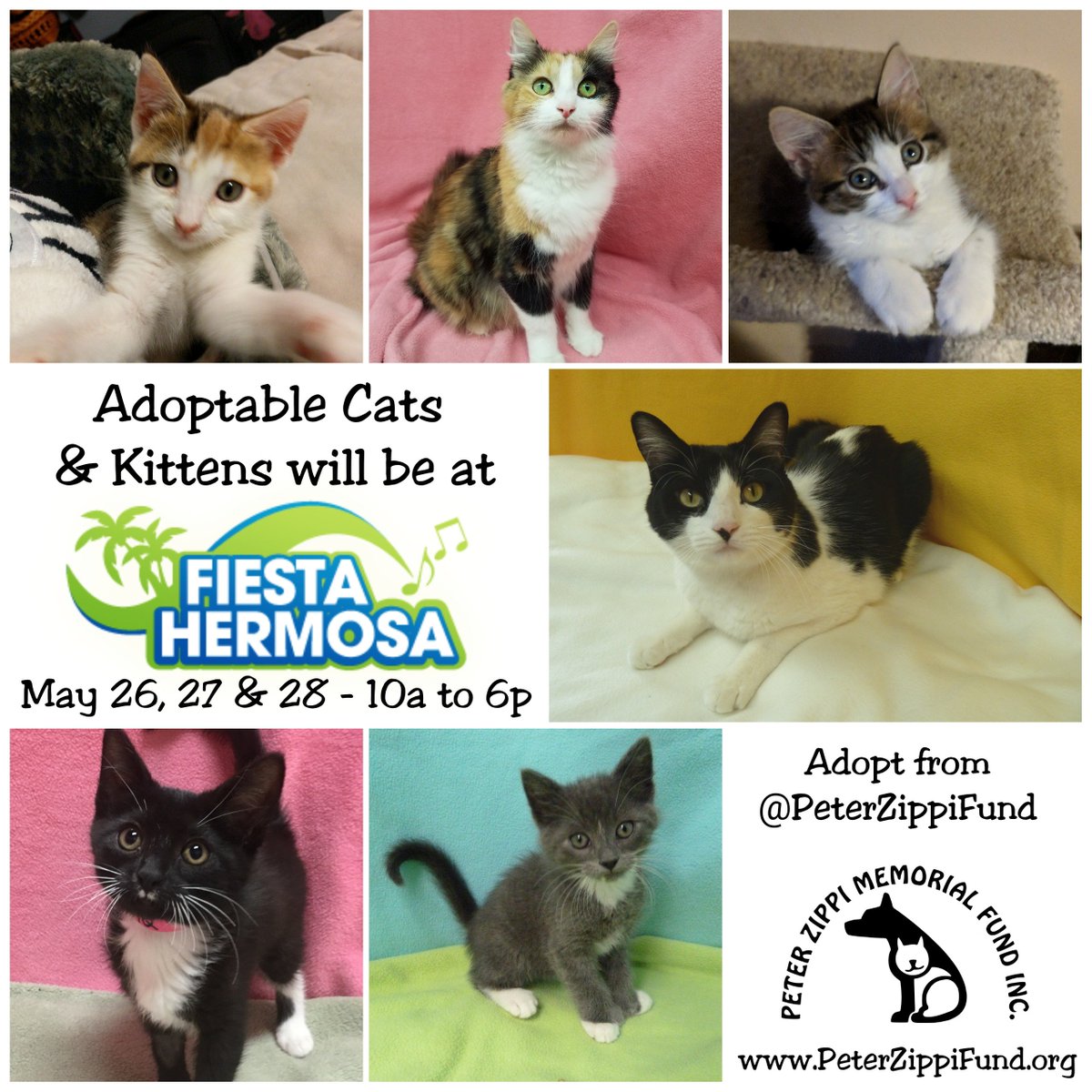 There will be NO Open Adoption Hours at VCA Coast Animal Hospital today. Join us at <a href="/HermosaChamber/">HermosaBeach Chamber</a>'s annual #FiestaHermosa TODAY (5/26), 5/27 &amp; 5/28! We’ll be there with our adorable, adoptable #Cats. Event Starts at 10AM. Learn more: FiestaHermosa.net. #AdoptDontShop
