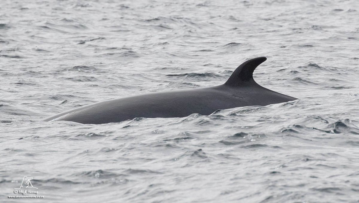 HughHarrop's tweet photo. Fantastic views of at least two Minke Whales off Noss, #Shetland this morning for the @ShetlandWild group I'm guiding. Many thanks to our friends Marie &amp; Brian from @Seabirds_Seals6 for another brilliant trip. https://t.co/dr72eSH5co