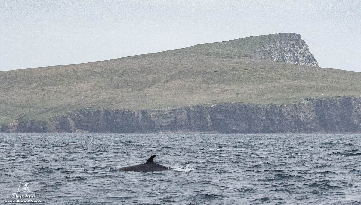 HughHarrop's tweet photo. Fantastic views of at least two Minke Whales off Noss, #Shetland this morning for the @ShetlandWild group I'm guiding. Many thanks to our friends Marie &amp; Brian from @Seabirds_Seals6 for another brilliant trip. https://t.co/dr72eSH5co