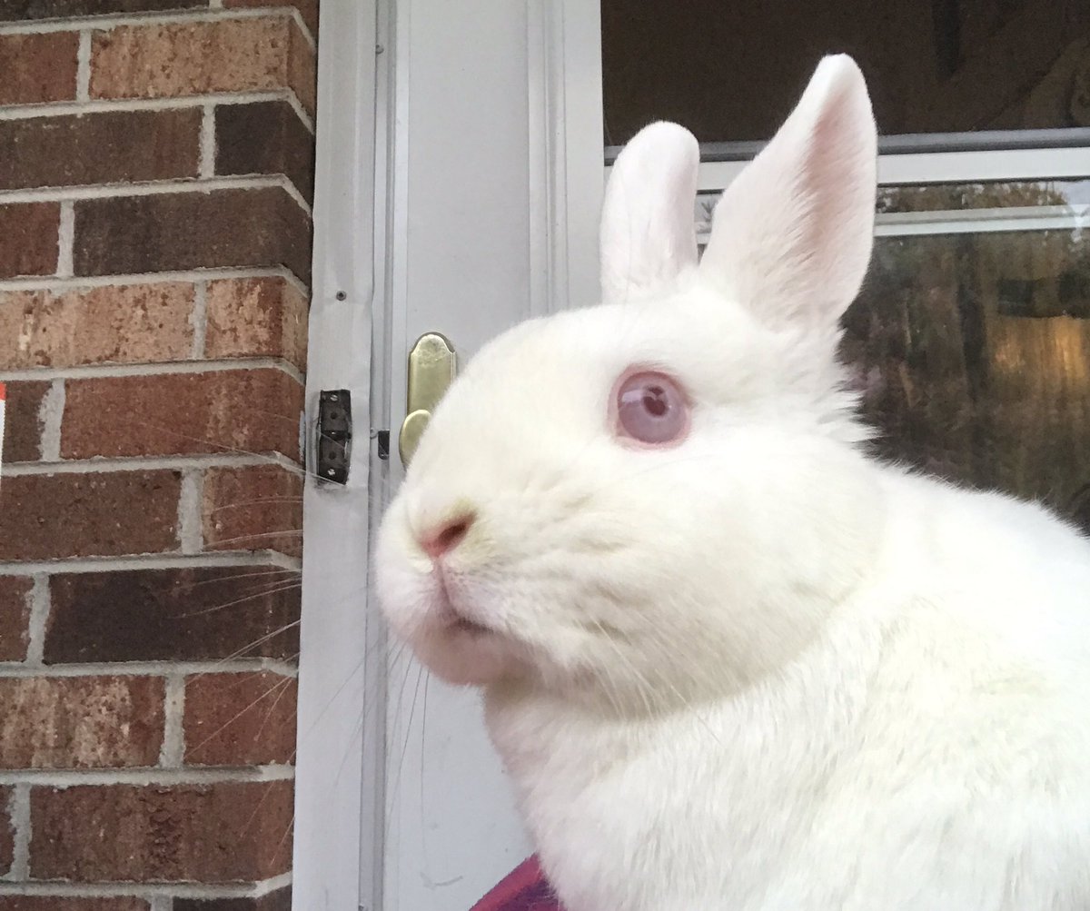 hokiebun's tweet image. That look you get when your mom gets a three-day weekend, and the two of you get to sit on the porch and watch it rain! 🐇😢

#HouseRabbits #maketherainstop