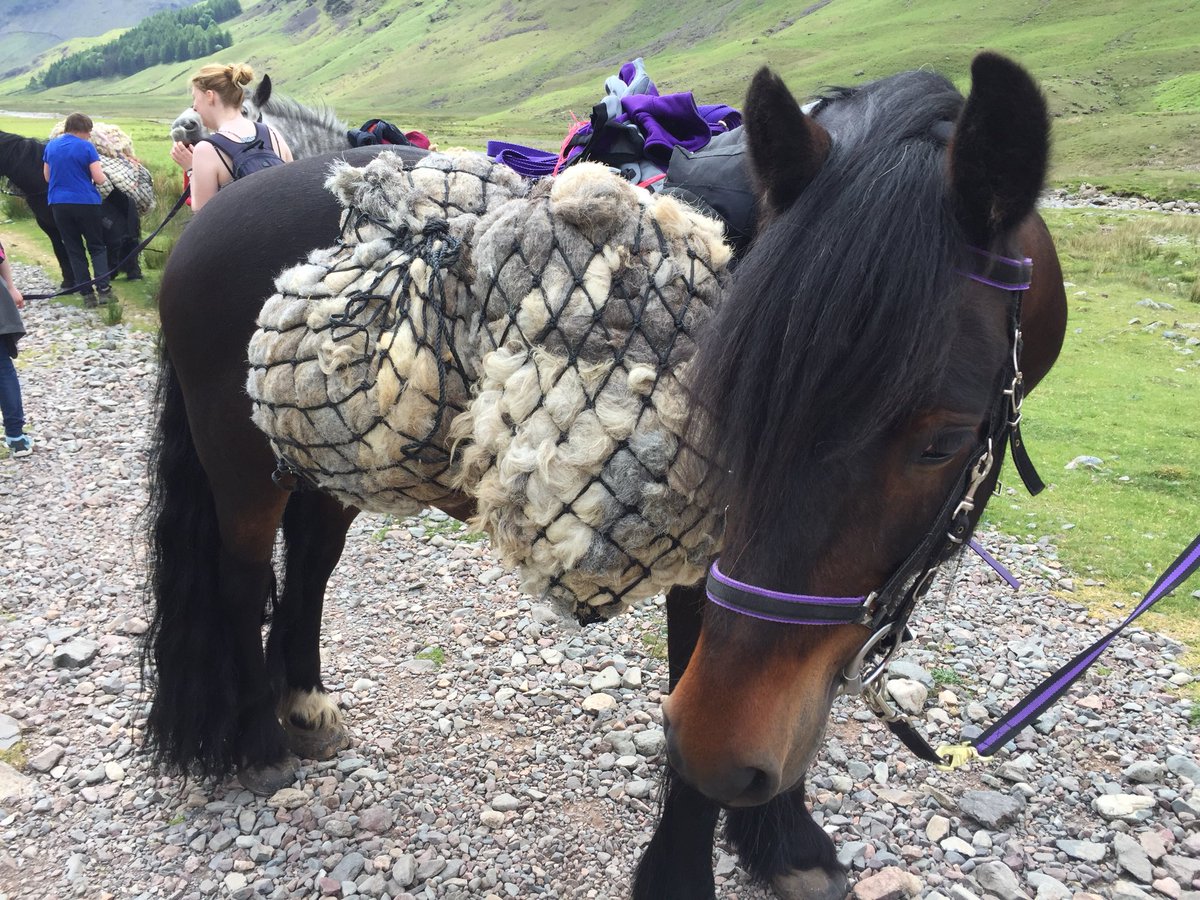 As #rangers we use heritage skills to #lookafterthelakes, today we went one further and used a heritage breed to help us carry materials up the fell. It’s in these ponies blood to work on the fells and today we got to see it, amazing! #rangerlife #teamworkmakesthedreamwork