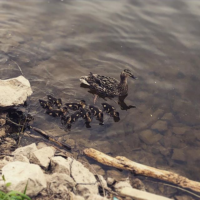 giselapeters's tweet photo. Went to LA Frank's for some hotdogs and fries, found a cute duck family. #ducklingsofinstagram #grandriver https://t.co/Lz25KC86Ml https://t.co/wzosiXnh9J