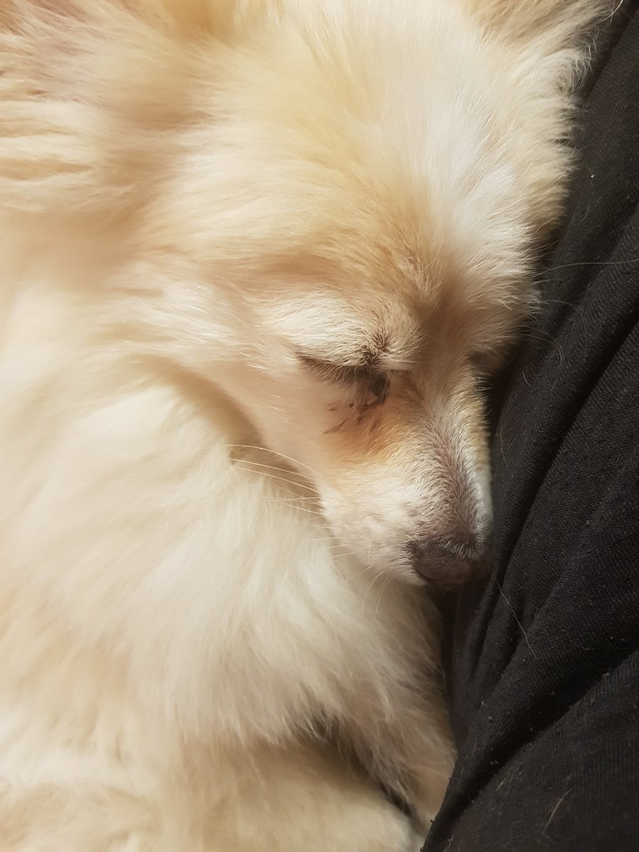 chrishadsinger's tweet photo. Pure love..
#doglovers #serenity #Peaceful #sleepy #cutedogs #instagramdown  #christinahaddadsinger https://t.co/jqj0y9rnOg