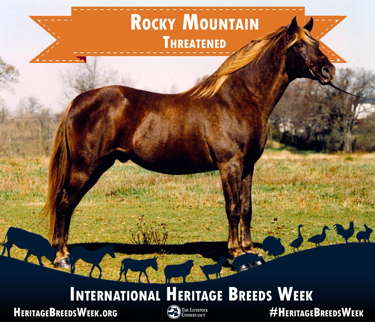LConservancy's tweet photo. Rocky Mountain horse—Threatened
The Rocky Mountain horse breed actually hails from the Appalachian region of eastern Kentucky, and it was one of the foundations of the family of breeds which developed there. Learn more here: https://t.co/rCHhPTRJMq #HeritageBreedsWeek https://t.co/o5eqfvNNh9