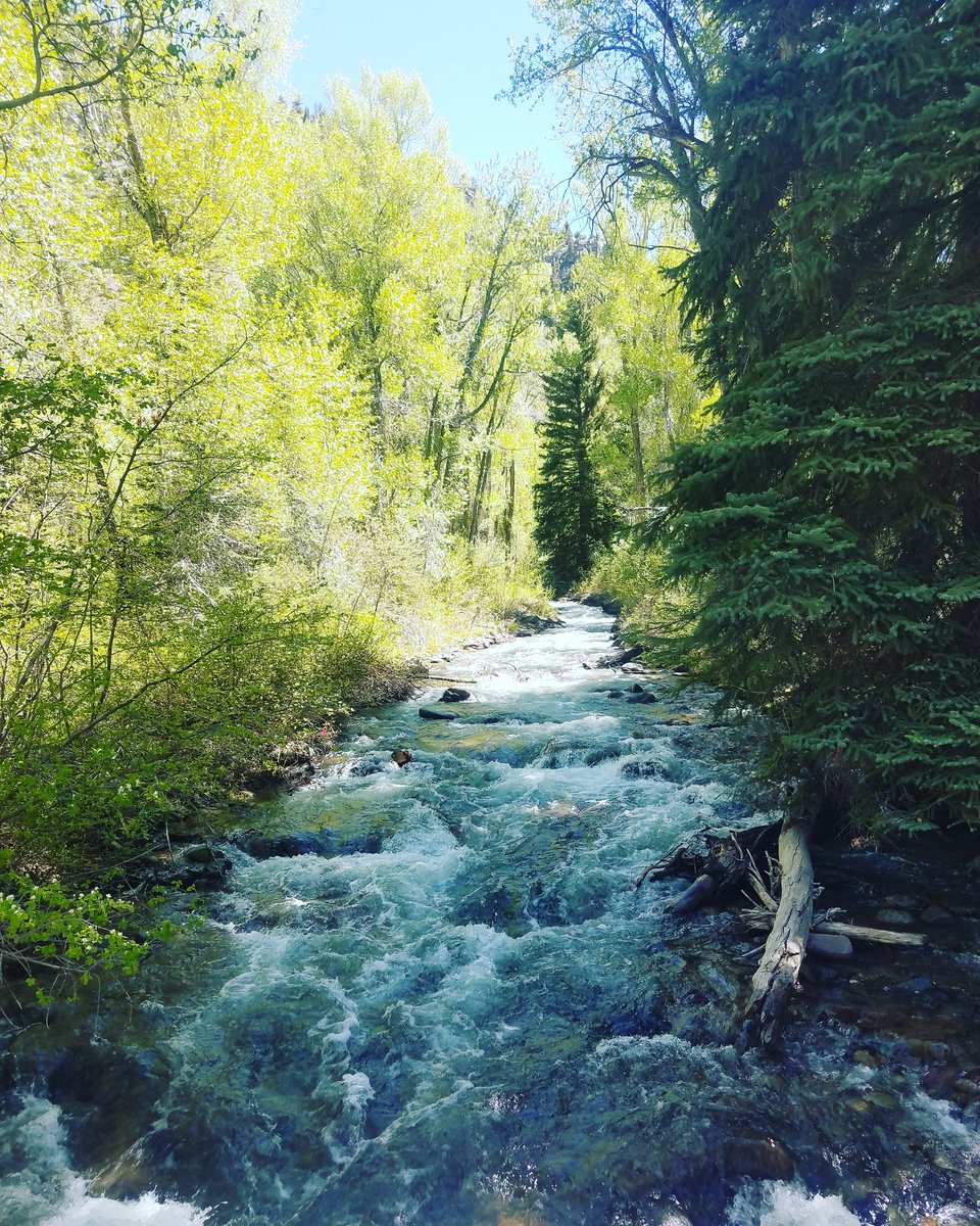 RidetoShredPow's tweet image. Morning hikes into nature @KathySabine9 @theWXwoman @BelenNBCLA @ChrisCBS4 @ChristineNoelTV @Amelia__Earhart @CoreyRoseTV @Matt_Kroschel @DaveAgCBS @JenniferBroome #twoelktrail #twoelkminturn #usforestservice #eaglecounty #hiking #nature #MemorialDayWeekend2018