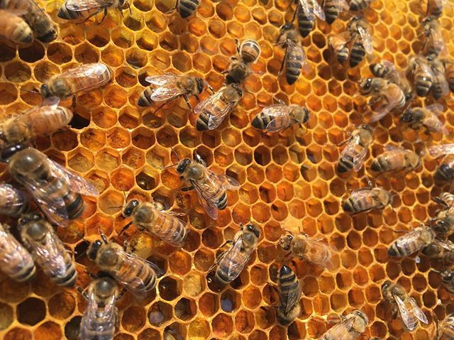 astorapiaries's tweet photo. A beautiful frame of orange and yellow pollen. These ladies have been busy around Astoria. #nofilter
ββ
#astorapiaries #urbanbeekeeping #nycbeekeeper #astoria #queens #nyc #nycbees #queensbees #pollen #astoriapark #tweet https://t.co/gqcduMXZTD