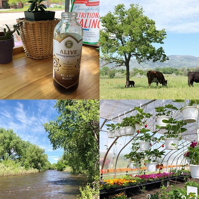 bh_mackenzie's tweet image. So much fun today and it’s only noon! @redmack37 and I rode our scooter around all morning exploring. We went to @gardensweetfarm for our CSA share, to the #poudreriver &amp;amp; hung out with some baby cows (can you see those poppies next to them😍). Last st… ift.tt/2xhVh6K