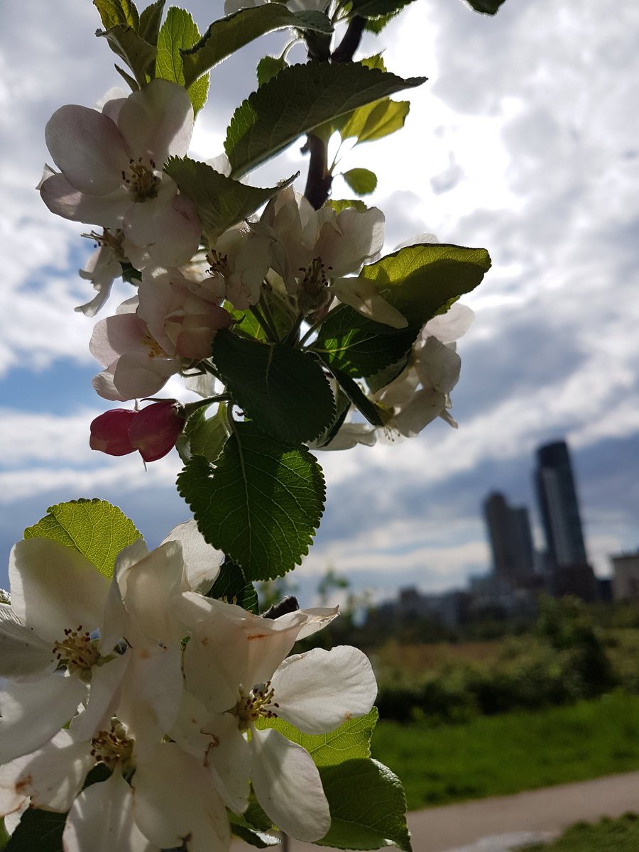 OceanSky_7's tweet image. #bokehshot #bokehphotograhy #bokeh