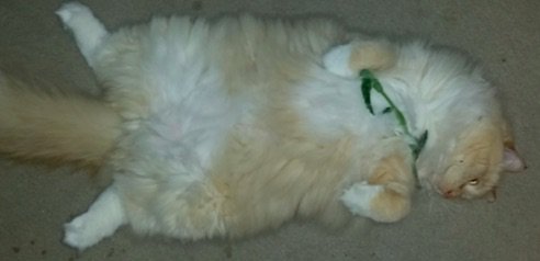 inster6789's tweet image. &quot;Nip binge.  Day 2.  #CatnipAddict
