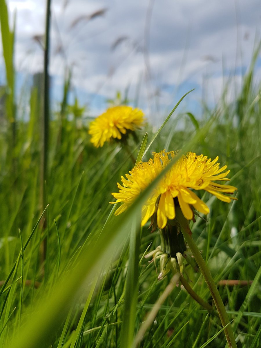 OceanSky_7's tweet image. #dandelion #bokehshot #bokeh #bokehphotography #mobilephotography