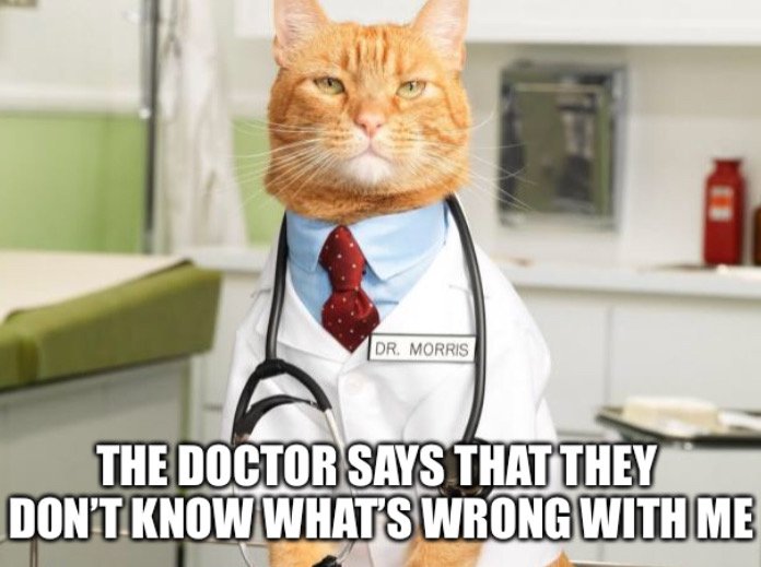 MxPxMeMes's tweet photo. Strap me down it’s time for my lobotomeow.
@mxpx #mxpxmemes #caturday #welladjusted #beforeeverythingandafter https://t.co/X50f7JwHhd
