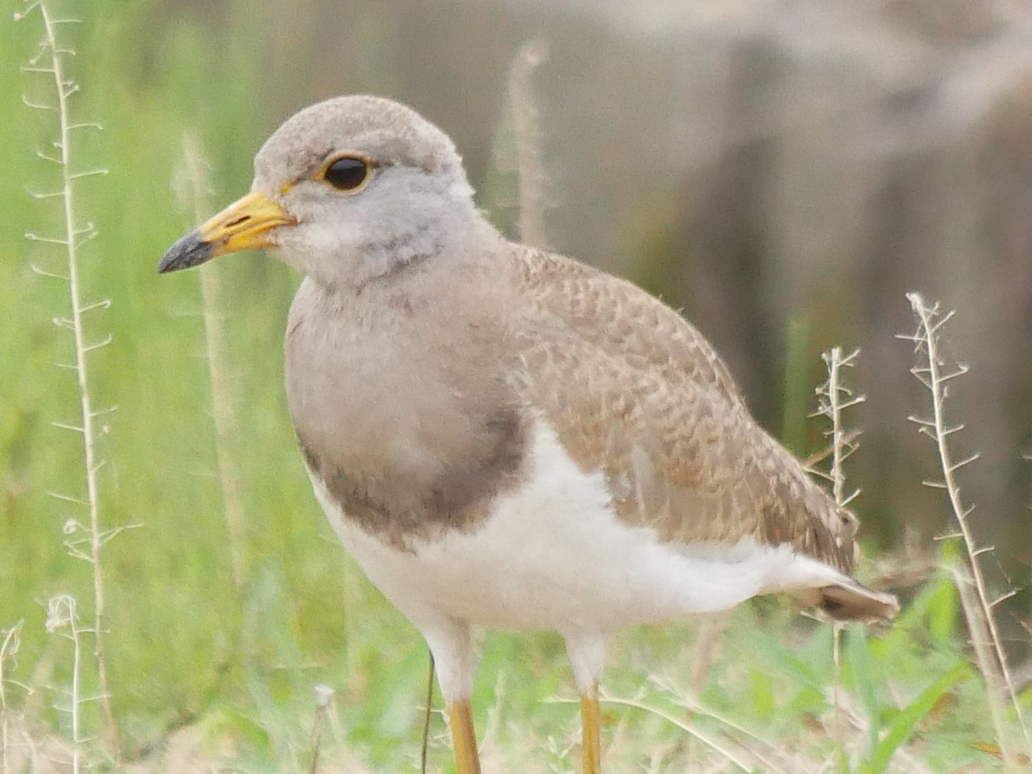 Haru Kiti ケリ ケリ雛 Greyheadedlapwing 松原市 ケリを観察しているなかで一番成長が早い ケリ雛です 雛ではなく幼鳥ですね 黒い目がカワイイです T Co Y3mhfxapv7 Twitter