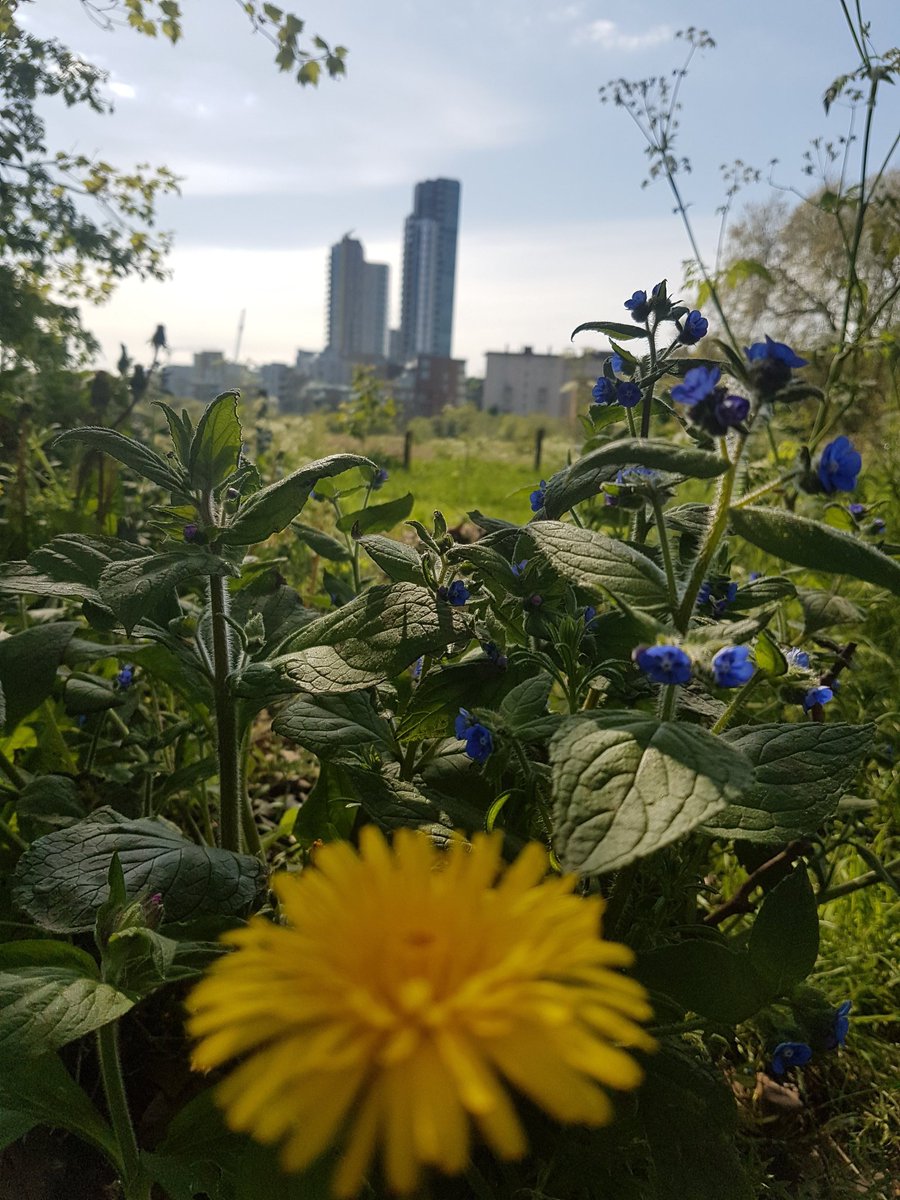 OceanSky_7's tweet image. #bokehshot #bokehkiller #bokehphotography #bokeh #groundlevelphotography #landscapephotography #mobilephotography