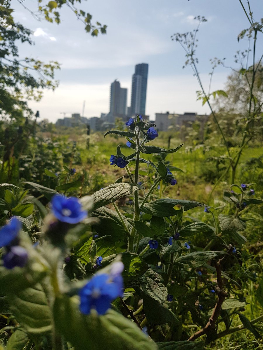 OceanSky_7's tweet image. #bokeh #bokehshot #bokehkiller #bokehphotography #mobilephotography #landscapephotography #groundlevelphotography