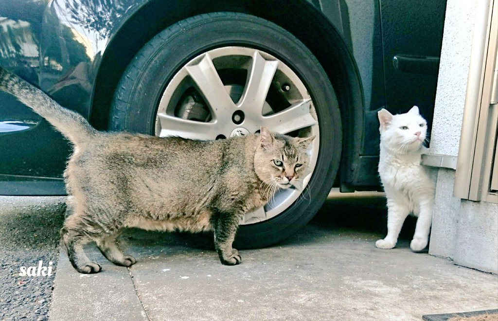 75japan_neko's tweet image. shiro＆bū