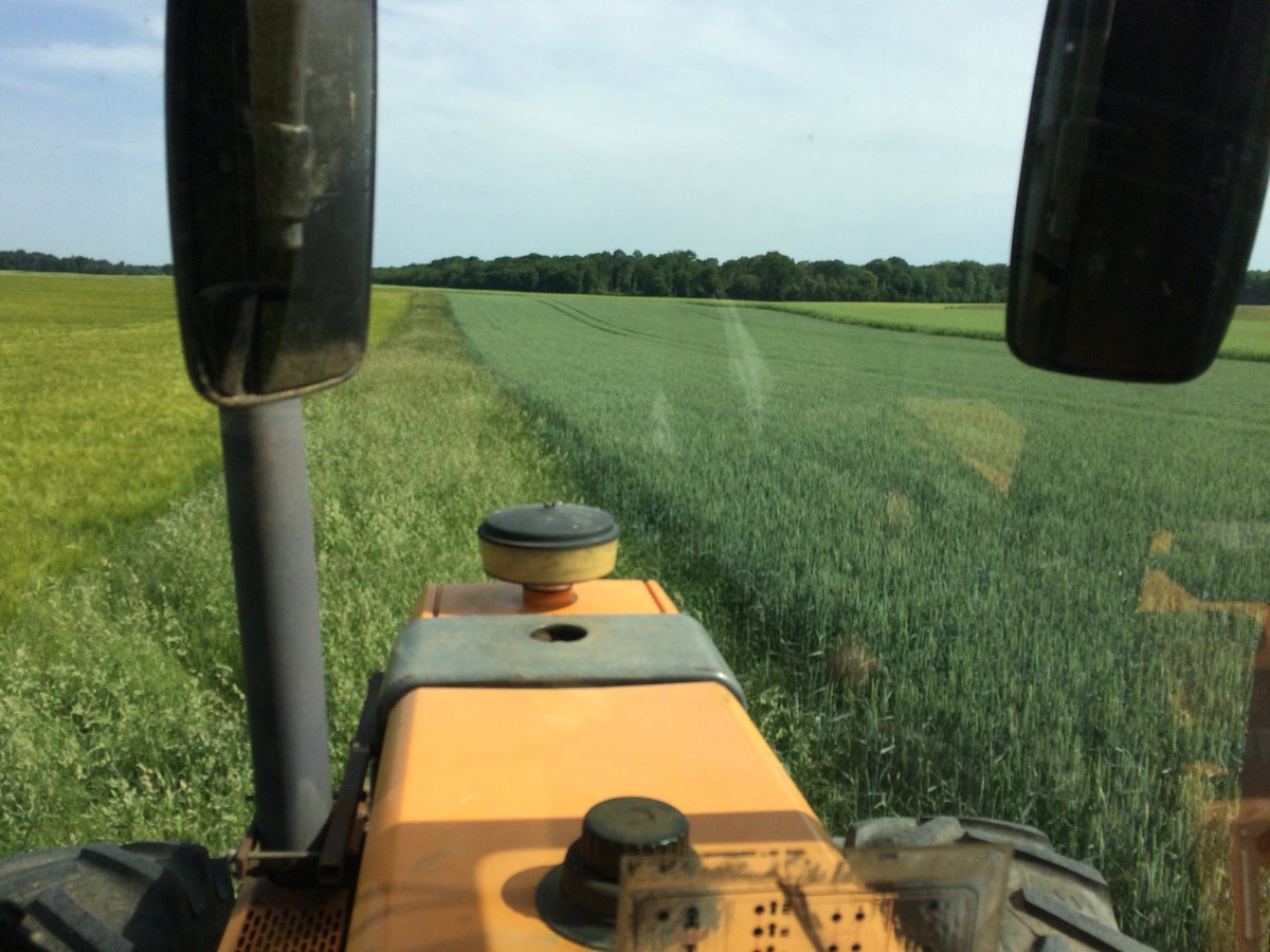 BADURAUX_j's tweet photo. fauche des bords de champs pour éviter que les herbes du bord grainent dans mes parcelles et deviennent des mauvaises herbes! cela permet aussi de sécuriser les travaux de récolte en mettant à jour les obstacles potentiels et ça participe à la gestion de l’#ergot de #seigle https://t.co/HOSvfenlgV