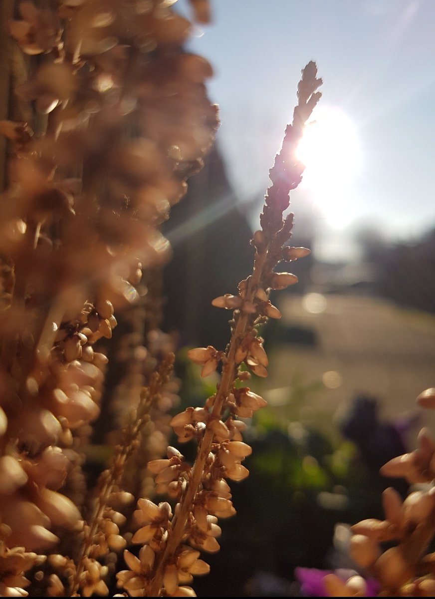 OceanSky_7's tweet image. #bokeh #bokehshot #bokehkiller #bokehphotography #morningsun #mobilephotography #samsumggalaxy