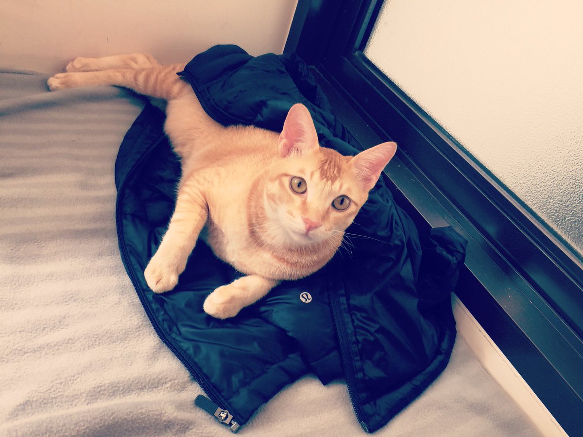 fucaide's tweet photo. Hola🐈
FaceBook:@fucaidefunnycats 
Instagram:@fucaidefunnycats
Twitter:@fucaide
Tumblr:@fucaidefunnycats
#acai #fucaidefunnycats #cat #catsofinstagram #pet #petsofinstagram #animals  #catsphoto #followme  #life #catslife #goodboy #cute #lovely #funny https://t.co/5lX5nxa6ya