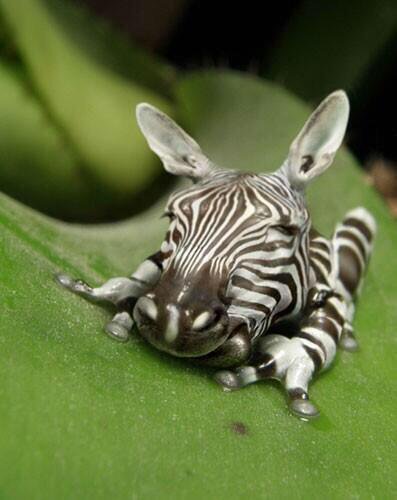 weirdanimalsgo's tweet photo. Zebra Frog https://t.co/BSdcKbuWeE