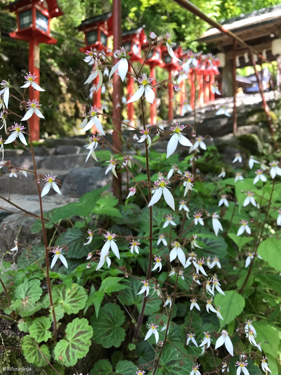 貴船神社 まるで妖精たちが華麗に踊っているかように 可憐な姿を見せている その花の名は ユキノシタ 雪の下 花言葉は 深い愛情 氣生根 きふね 貴船神社 ユキノシタ 貴船神社の初夏