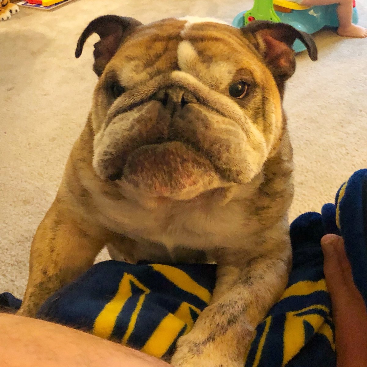 king_belvis's tweet photo. You either give me a piece of that pb&amp;j sammich, or I make this entire living room smell like an egg McMuffin. The ball is in your court, so I suggest you dribble very wisely, decent hooman. https://t.co/FPgtNFpgBG