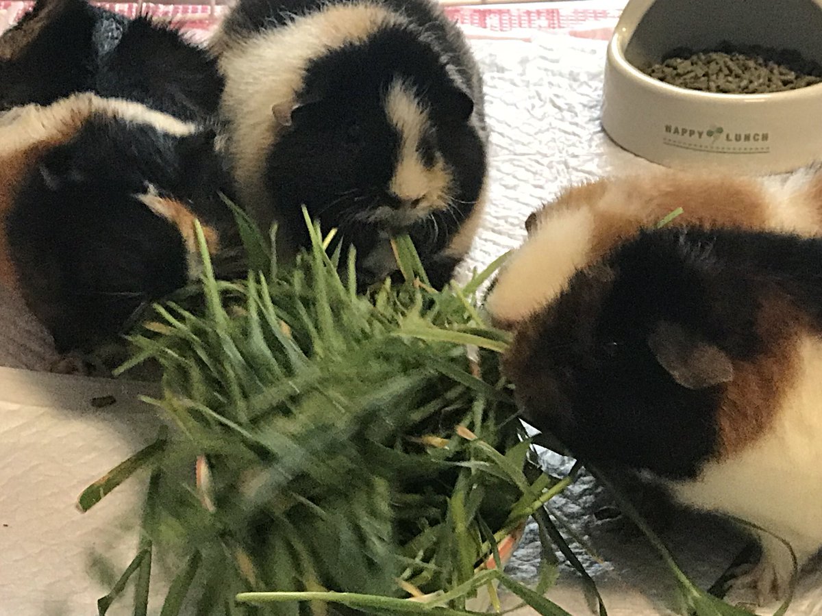 기니피그 Lang Ja Twitter Search