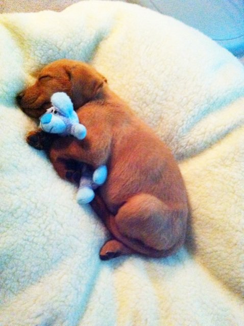 jamesweaver1993's tweet photo. I. NEED. a. puppy.      Please :) https://t.co/UC2rwC97sh