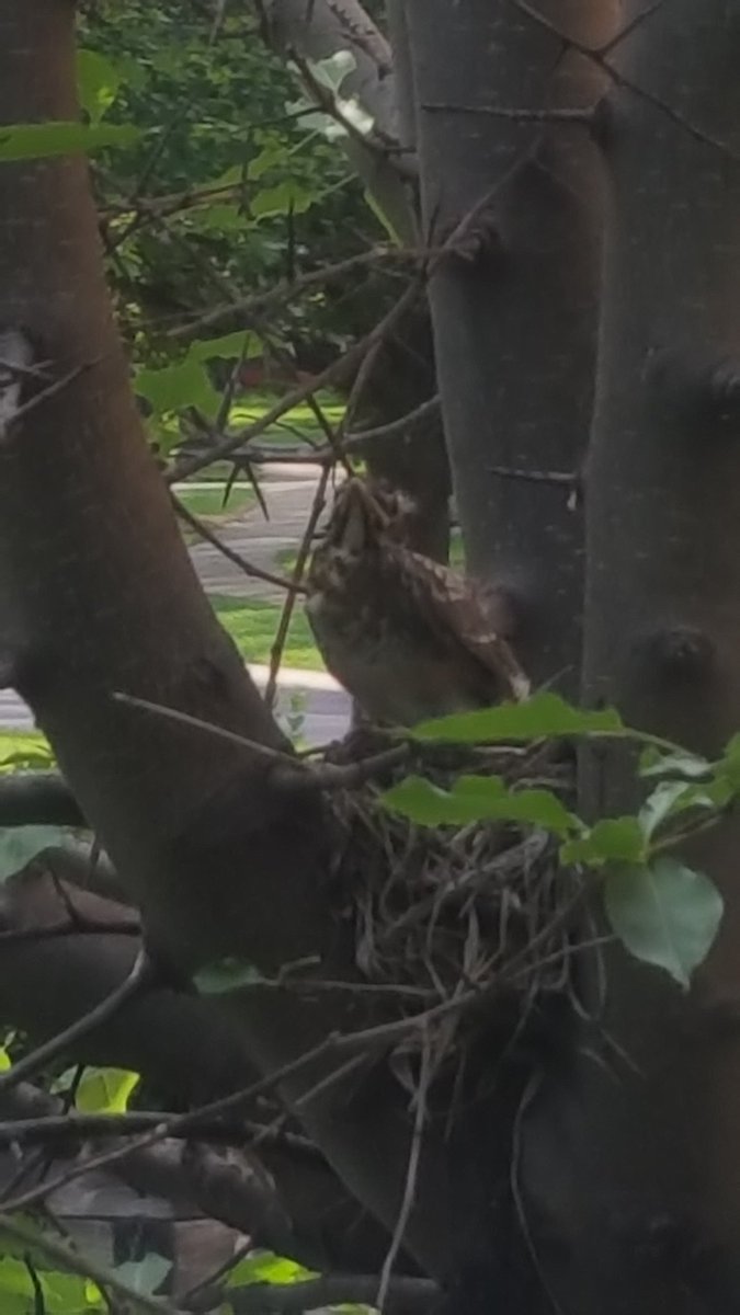 twistedcb's tweet image. Looks like baby bird is about to take flight.