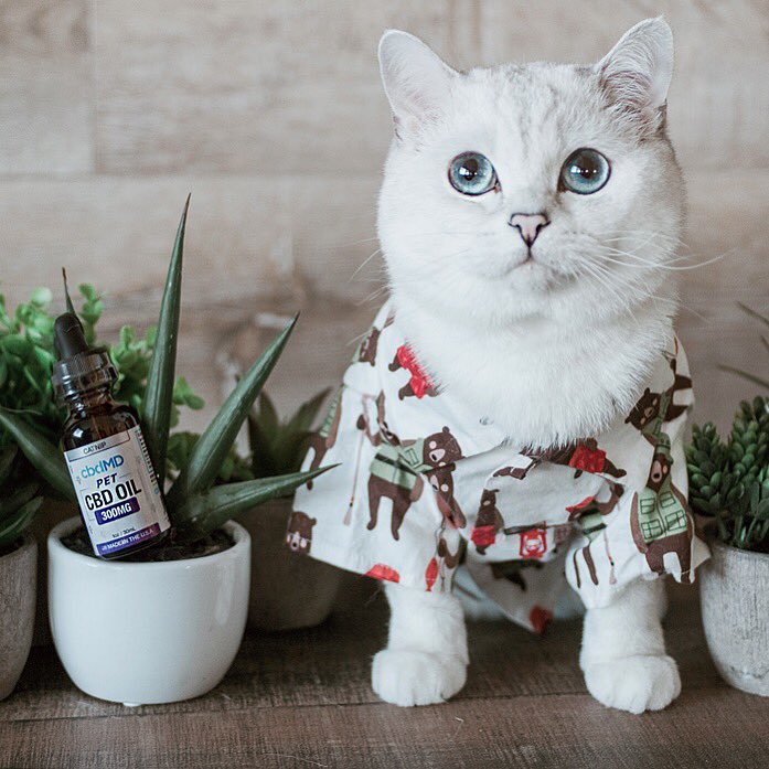 Introducing my best kept secret, <a href="/cbdMD/">Christina Dorow</a>'s Catnip tinctures! Studies have shown that CBD oil can naturally reduce stress, anxiety, and pain in both pets AND humans!

Order today at cbdMD.com using code MWLUV for 20% off your first order through 6/8