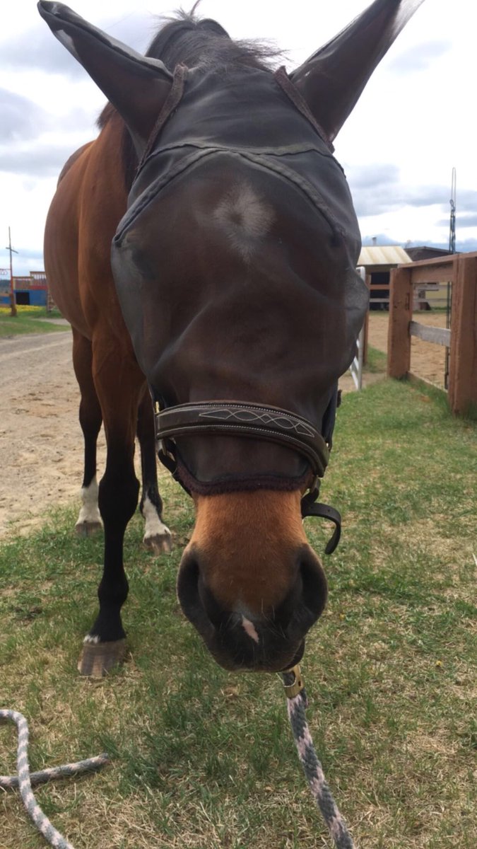 Karbertrand's tweet photo. Nova hates mosquito season just as much as I do 😅 https://t.co/4dF4HPXUMd