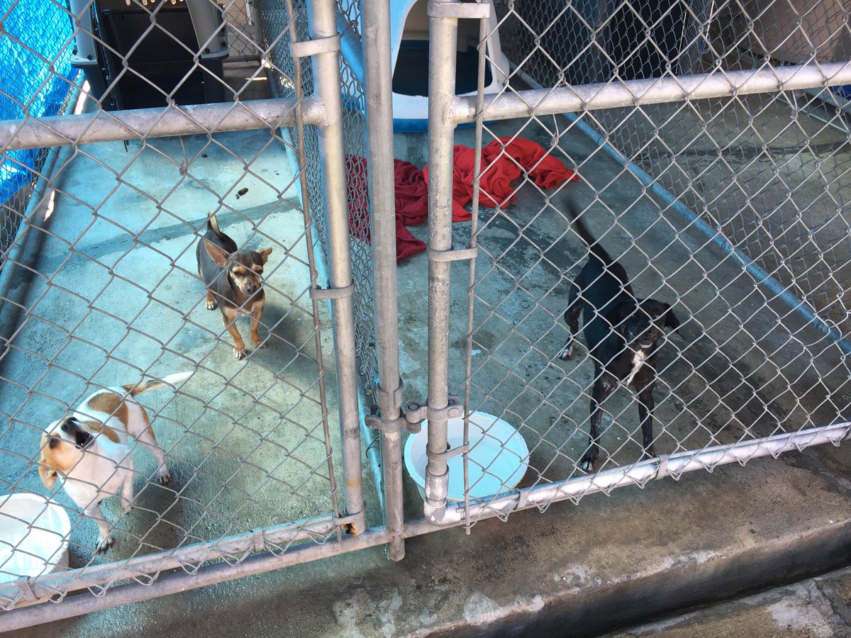 NewportBeachPD's tweet photo. Direct quote from the dog on the left: “Her-roh!”

#NBPDVRA #NBPDACO https://t.co/WbdcnbiU4f