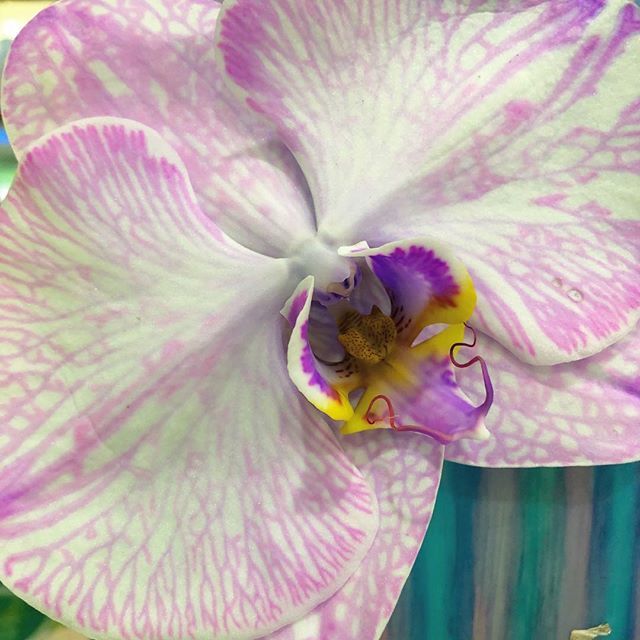 idocupcakes's tweet photo. I mean is there any more beautiful flower??? #phaelenopsis #flowerprep #weddingflowers https://t.co/tXQXIj55i4 https://t.co/feMUD0Gr0A