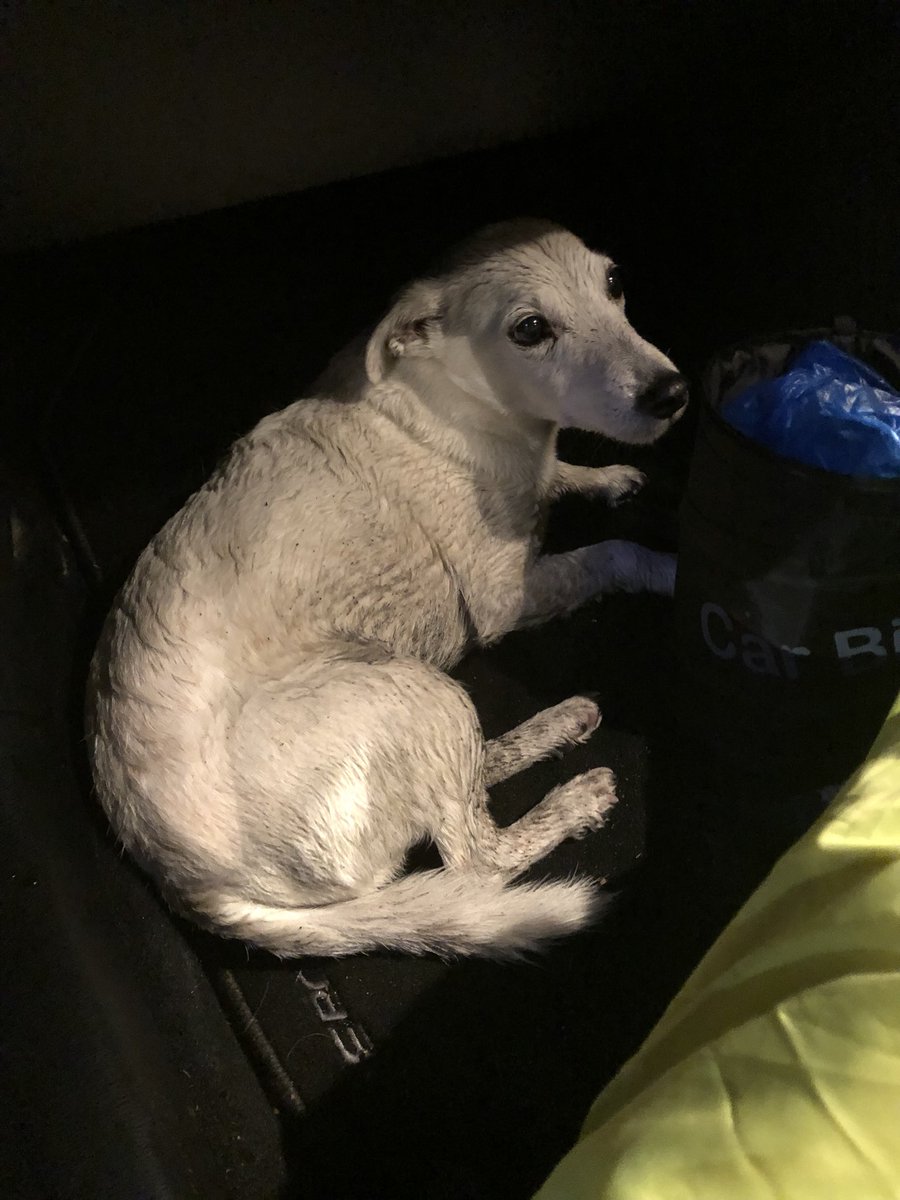 TavistockPolice's tweet image. This little chap has been found by a member of public running around scared in the Sourton area of Okehampton during the thunder storm. ⛈⚡️
If he’s yours, or you know who he belongs to, please call police on 101 and quote Log DCP-20180526-1166
#SoggyDoggy
#ThunderBuddy