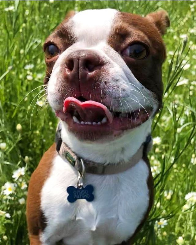 WoofGroup's tweet image. Check out our story for some magnificent high grass jumping!! 😎