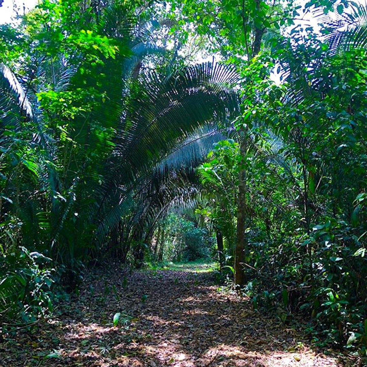 CopalTreeLodge's tweet image. You never know what adventures you'll find when you stay at our luxurious jungle lodge 🌴
📸: janespersonalizedweddings
#jungleresort #luxurytravel #travelBelize #vacationdestination #conservation