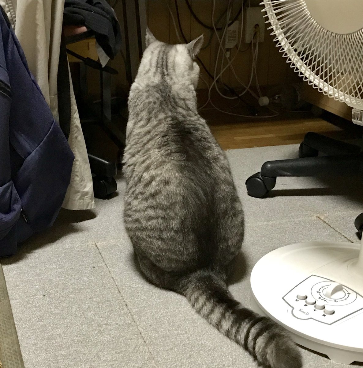 Noppy Twitterren 男のせにゃか 背中 猫 Cat ニャンコ おもしろい猫 猫好きさんと繋がりたい サバトラ 猫モフー