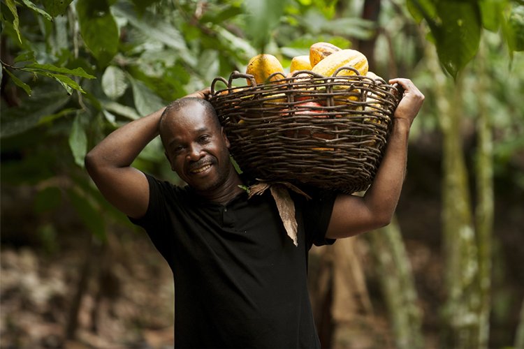 FairtradeUK's tweet photo. Is the future of chocolate at risk? 

What would we do without our favourite sweet treat? Many of us cannot imagine a world without chocolate but it is a very real possibility. 
Read more: https://t.co/mjPaioPuit

#ChooseFairtrade https://t.co/KgpbnX9NWO