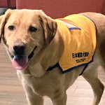 【拡散希望!】周知して!仕事中の介助犬には触らないで!