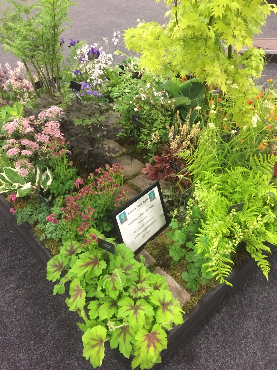 Delighted with our platinum medal awarded today by #jimbutress at the #kentgardenshow. Feeling very lucky. #plants #plantsforshade #floralexhibit. Next stop #gardenersworldlive.