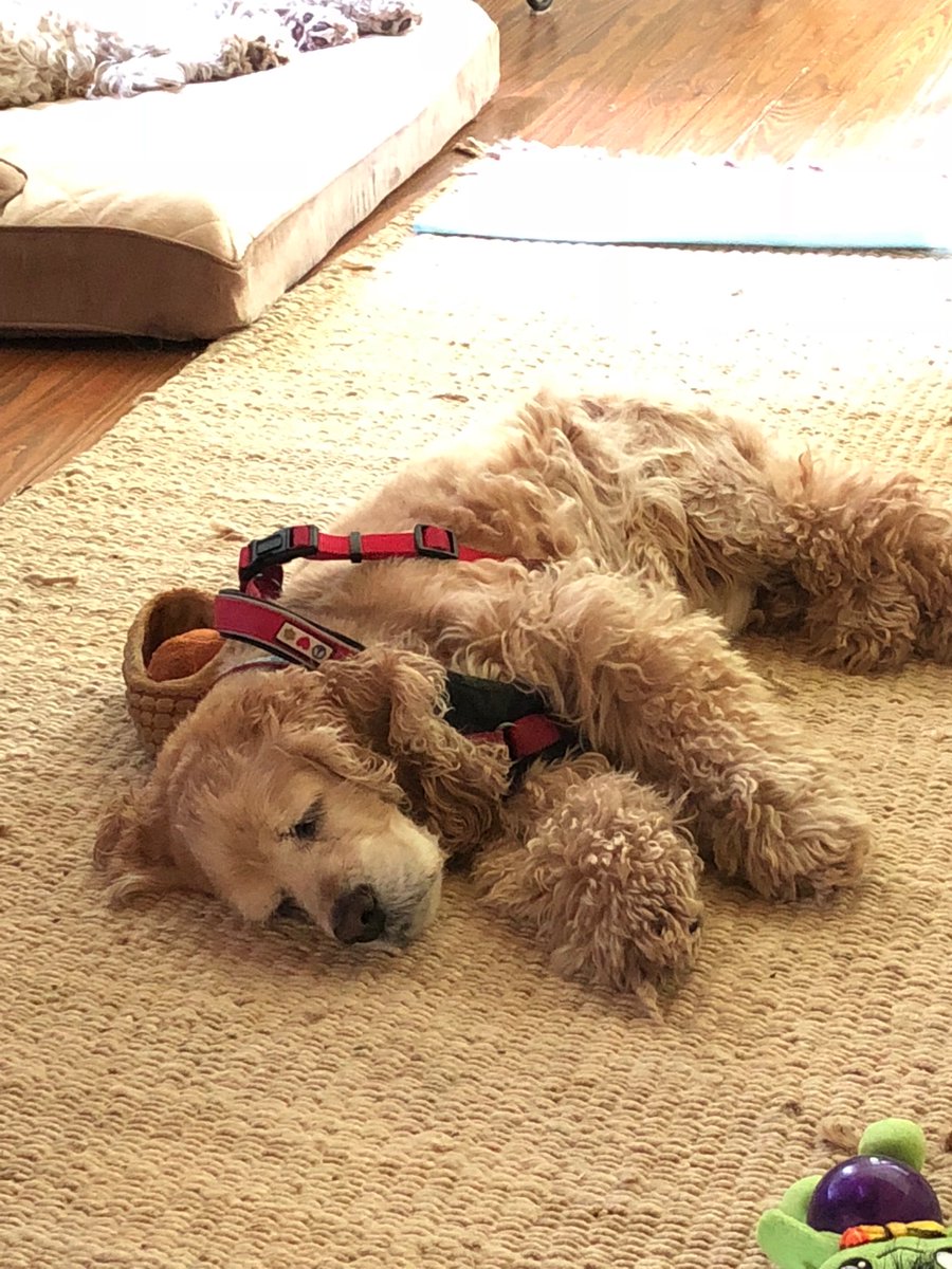 Mo_Brien's tweet image. Chilling in Michigan for the holiday