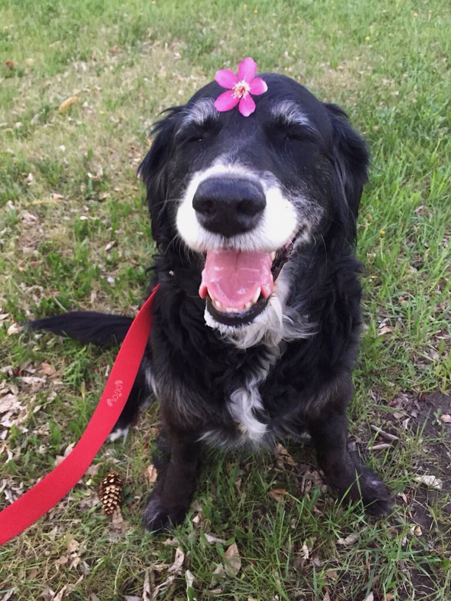 dog_rates tweet picture
