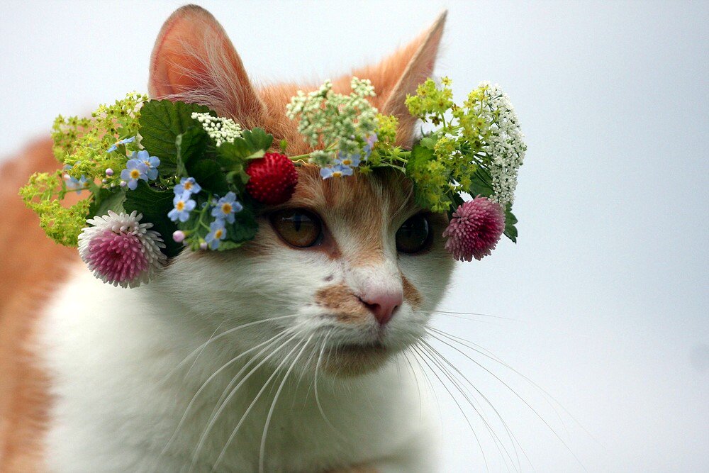 Открытка кот с цветами. Кошка с цветами. Кошка с венком. Кошка в цветочном венке. Котик с цветочком.