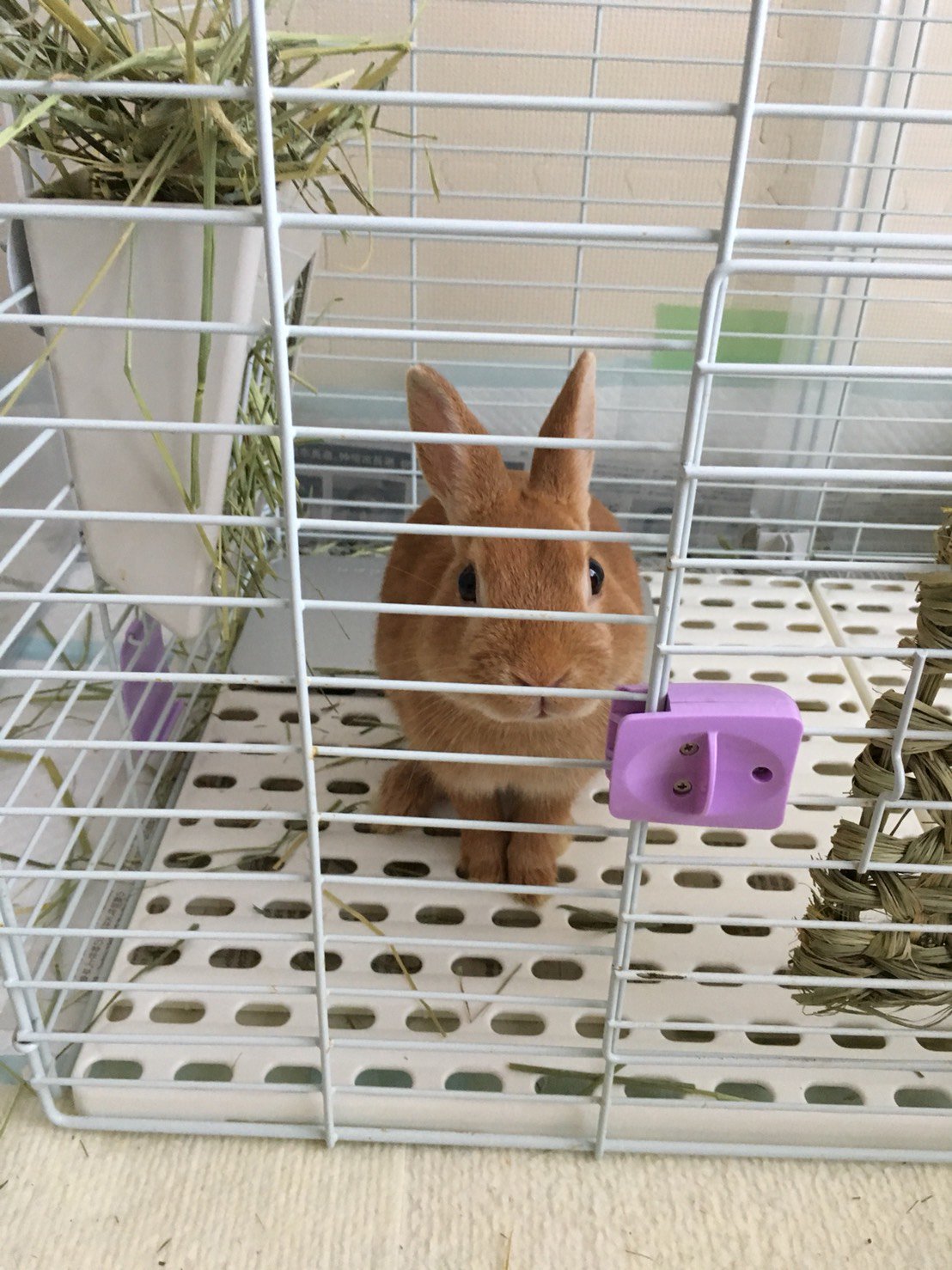 うさぎのむぎ君 最近むぎさんの真夜中足ダン チモシー入れ木箱ガリガリ音が騒音レベルなので簡素化 チモシー入れもとりあえず木箱から元のやつに変更 騒音対策実施 うさぎ好きさんと繋がりたい うさぎのむぎくん