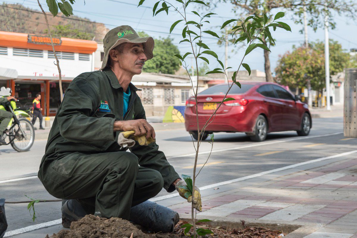 SETPSANTAMARTA's tweet photo. Hemos realizado compensación de árboles en las obras de la calle 30 entre 12 y 13 en articulación con @DADSASM Te invitamos a contribuir con su cuidado
#ComponenteAmbiental https://t.co/fK4XHlvocy
