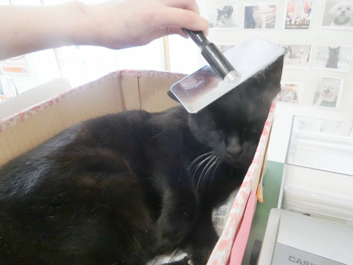 しらさぎ動物病院 Auf Twitter 抜け毛の季節ですね ブラッシングされてるくろちゃん まんざらでもなさそうです くろちゃん 動物病院 看板猫