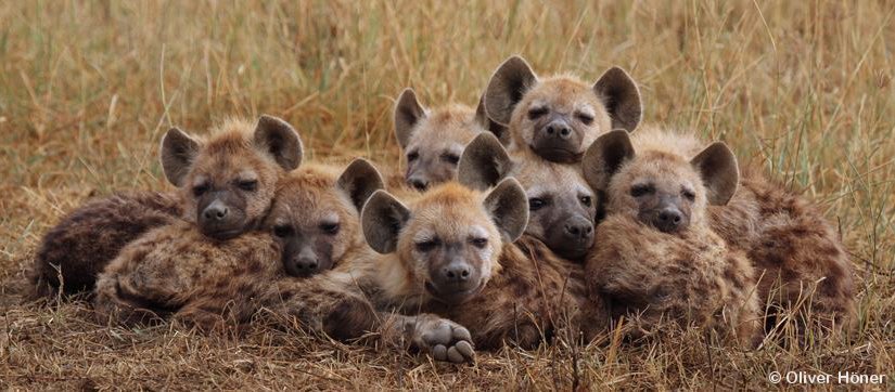 iBoopYeens's tweet image. There are seven (7) yeens in this yeenstack