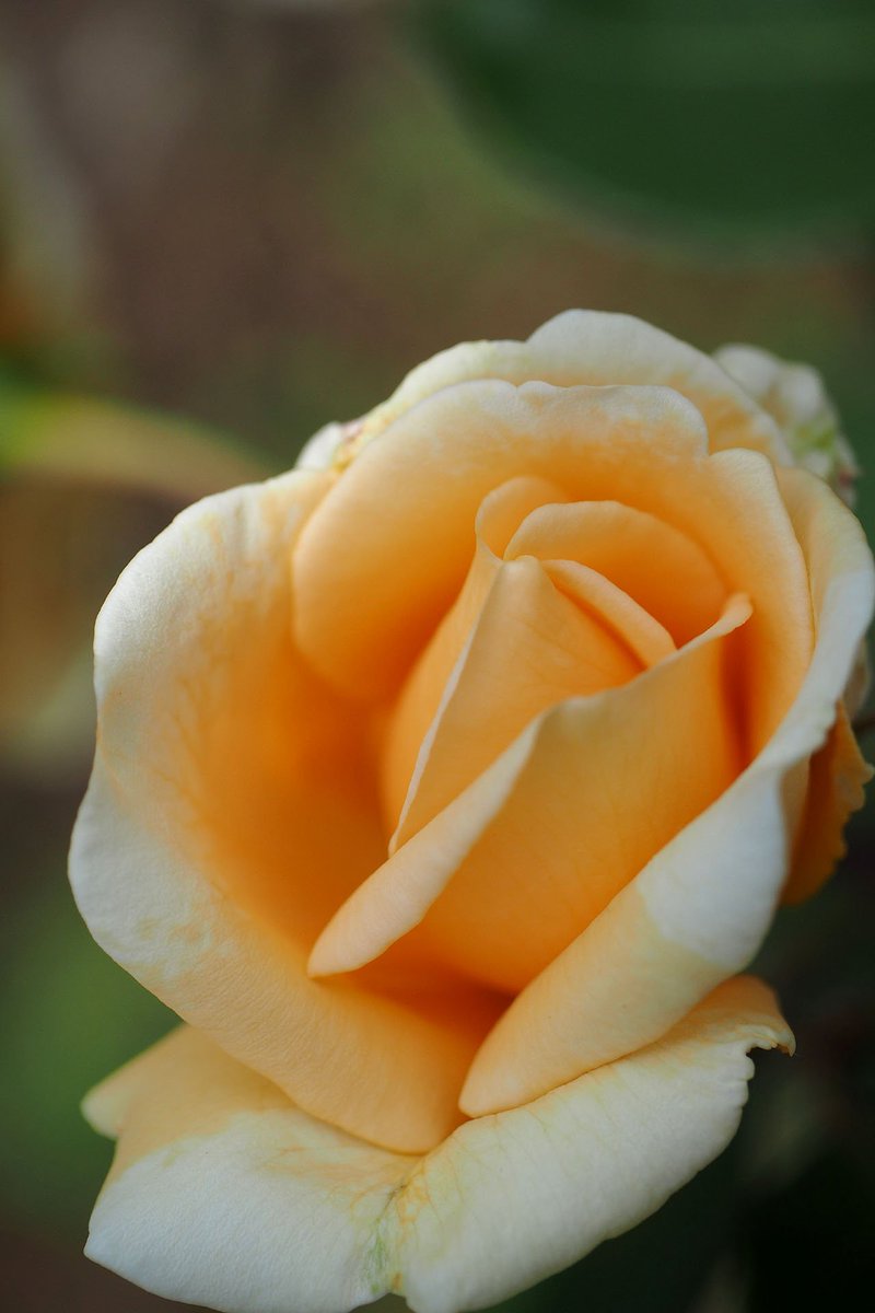 Kin I على تويتر 庭のバラ ブルームーンが咲かせたい最初のバラだったからhtが多く そこに整形花fがあるのが家のバラたち その頃からの 育て方だったので きちんと花弁が巻 緩くだらしない花形にならないようにと管理したものです オールドローズ イングリッシュ
