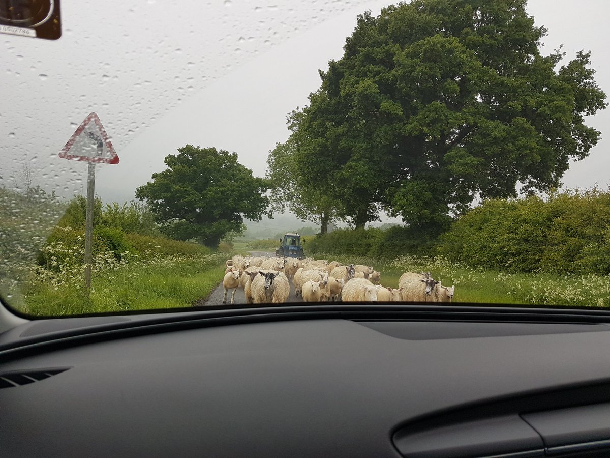 There were some sheepy obstacles but we are at @strawbwoodsfest and we survived the thunderstorm! Yay! Looking forward to playing this afternoon
