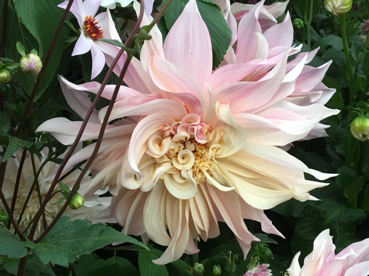 EBerry_Flowers's tweet image. Happy Sunday, here’s an absolutely perfect ‘cafe au lait’ Dalia for you, my favourite flower from #Chelsea2018 last week. The petals are just amazing, I could look at it for ages. Katherine #mindfulnessmoment