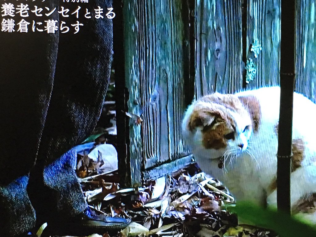 センセイ とまる 養老 NHK『ネコメンタリー 猫も、杓子も。特別編「養老センセイと“まる”〜鎌倉に暮らす〜」』が放送決定